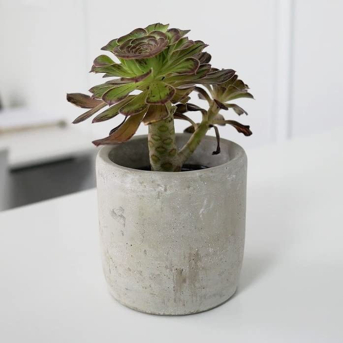 シンプルなコンクリート鉢の盆栽 楽天市場】植木鉢 おしゃれ セメント エディラウンド(2色)＜ 7号